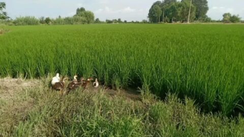 هفته دولت ۳۶ طرح کشاورزی در کرمانشاه افتتاح می‌شود