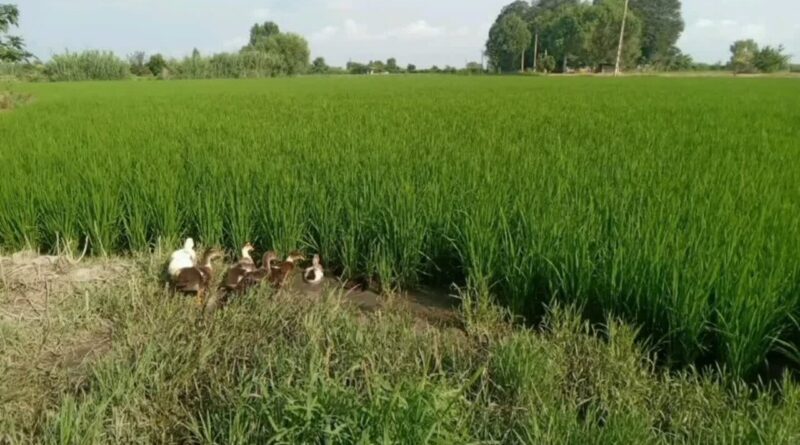 هفته دولت ۳۶ طرح کشاورزی در کرمانشاه افتتاح می‌شود